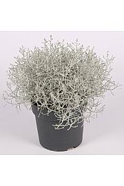 Calocephalus brownii Silver