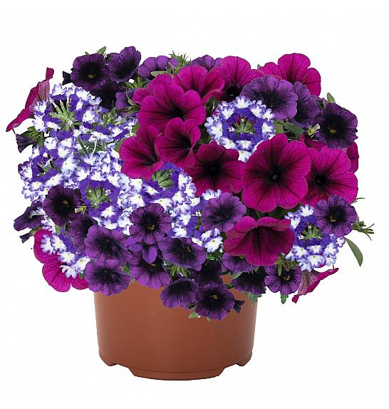 Confetti Garden Shocking Purple Ø12