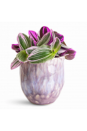 Tradescantia Nanouk - M