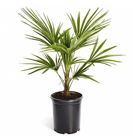 Trachycarpus fortuneii; Ø25; 50/60 cm grm; dekor lonec