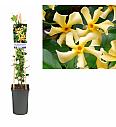 Zvezdasti jasmin Star of Toscane - S