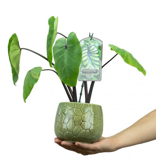 Colocasia esculenta Pharaohs Mask; Ø10,5 cm