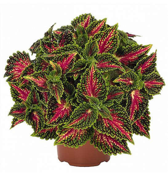 Coleus Stained Glassworks Spacecake Ø10,5