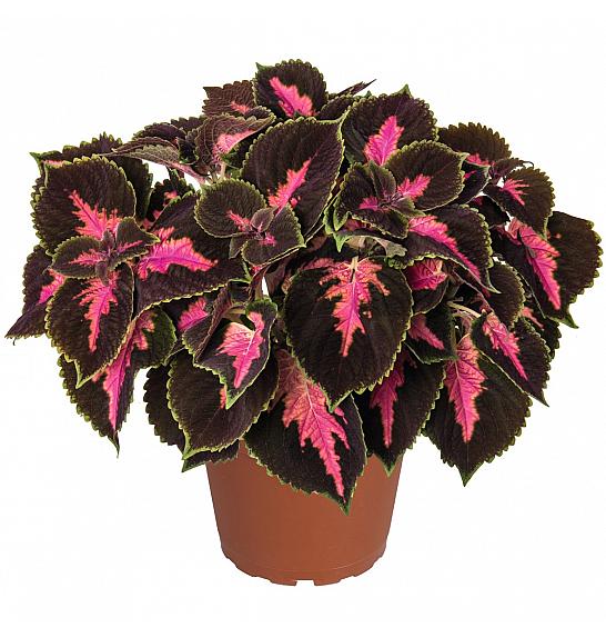 Coleus Main Street Fifth Avenue Ø10,5