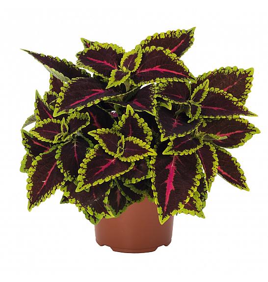 Coleus Main Street Alligator Alley Ø10,5