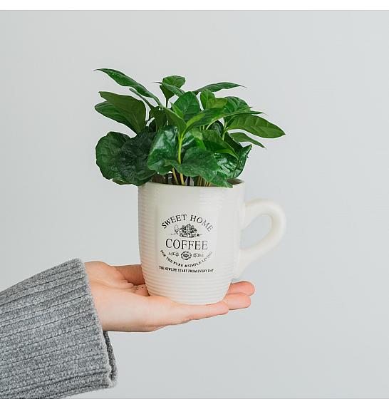 COFFEA; Ø6+SKODELICA