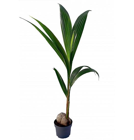 Cocos nucifera 1 per pot Ø19