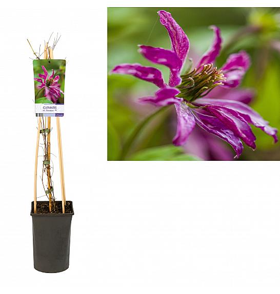 Clematis viticella Rosalyn PBR C2,5 Lit. 75 cm