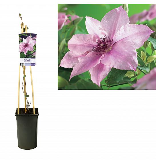 Clematis Pink Fantasy C 2,5 Lit. 40-60 cm