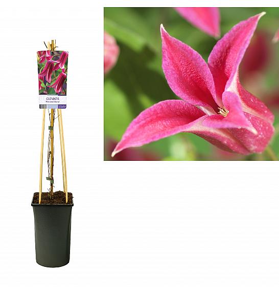 Clematis hybrid Princess Diana C2,5 Lit. 75 cm