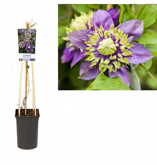 Clematis florida Taiga PBR C2,5 Lit. 75 cm