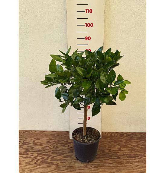 Citrus paradisi Pompelmo Ø20 Na steblu 30 cm