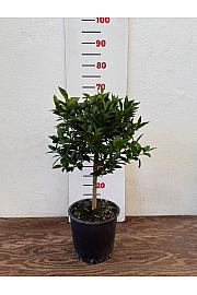 Mandarina