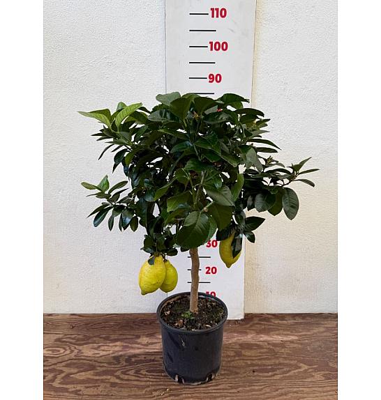 Citrus limon Lemon Ø20 Na steblu 30 cm