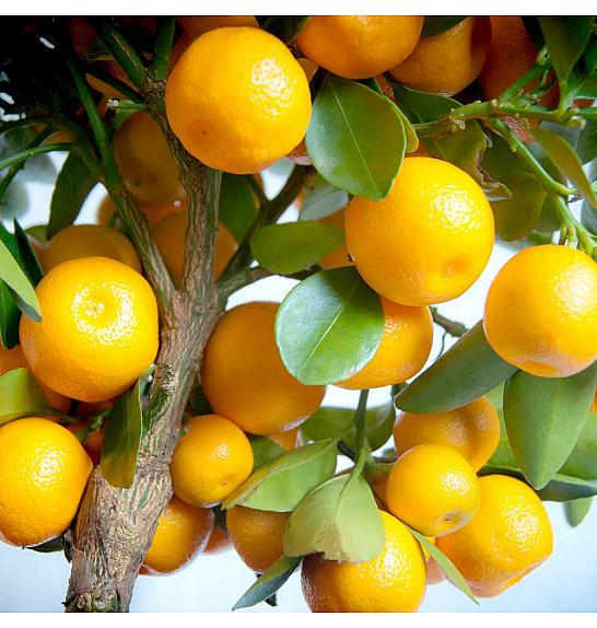 Citrus microcarpa Calamondin Ø20 Na steblu 30 cm