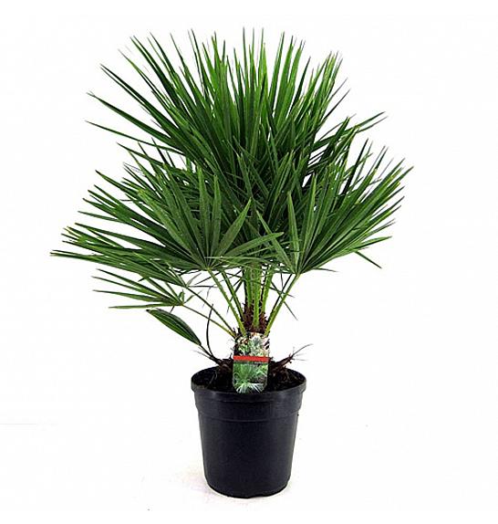 Chamaerops humilis cerifera; Ø25; 40/50 cm grm; dekor lonec