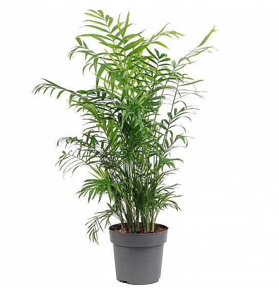 CHAMAEDOREA ELEGANS; Ø17