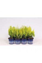 Lawsonova pacipresa 'Ivonne'