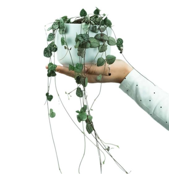 Ceropegia Woodii Ø9 cm