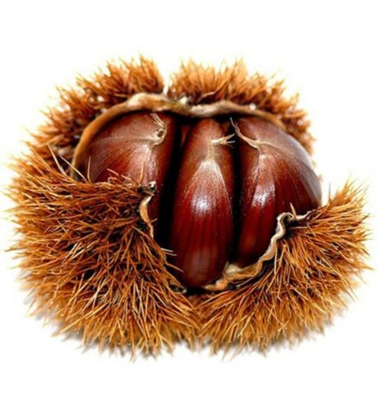 Castanea sativa Maraval C4 Lit. 100-120 cm