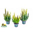 Calluna Beauty Ladies Skyline Trio