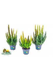 Calluna Beauty Ladies Skyline Trio