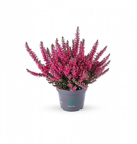 Calluna Beauty Ladies Ø 6 rdeča
