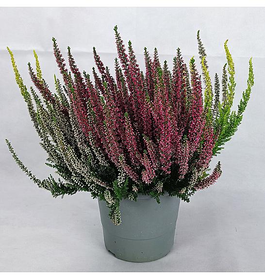 Calluna Beauty Ladies Ø 17 Trio