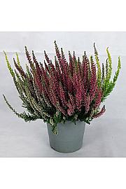 Jesenska resa