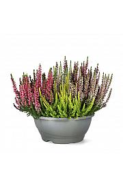Calluna Beauty Ladies Mosaika