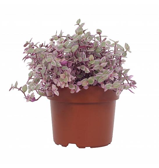 Callisia repens Rosato; Ø12 cm