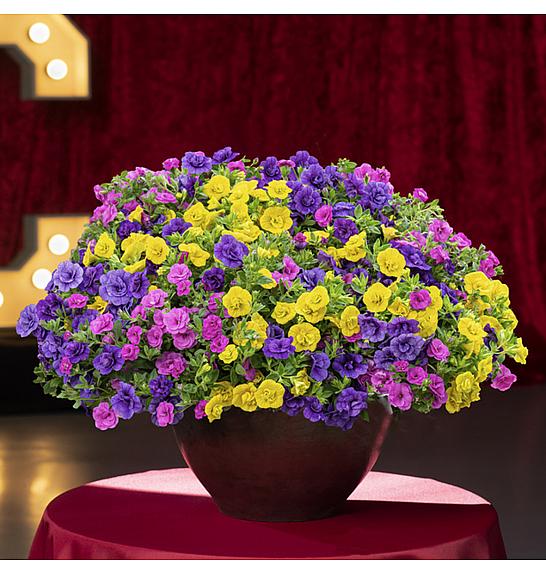 Calibrachoa MixMasters Cabaret Double Yellow Jazz Ø12