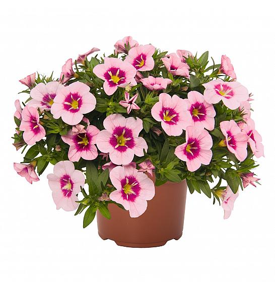 Calibrachoa Bloomtastic Rose Quartz Ø10,5