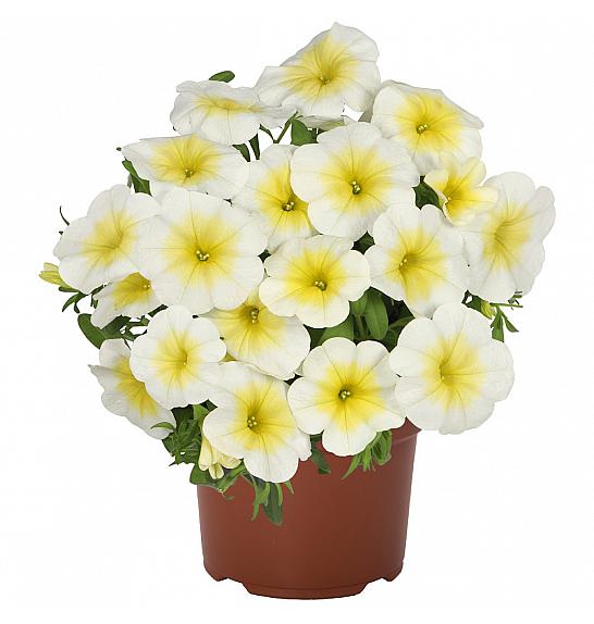Calibrachoa Bloomtastic Sunshine Ø10,5