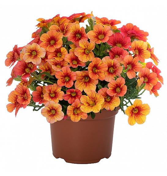 Calibrachoa Rainbow Yellow Ø10,5