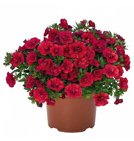 Calibrachoa Aloha Double Red Ø10,5