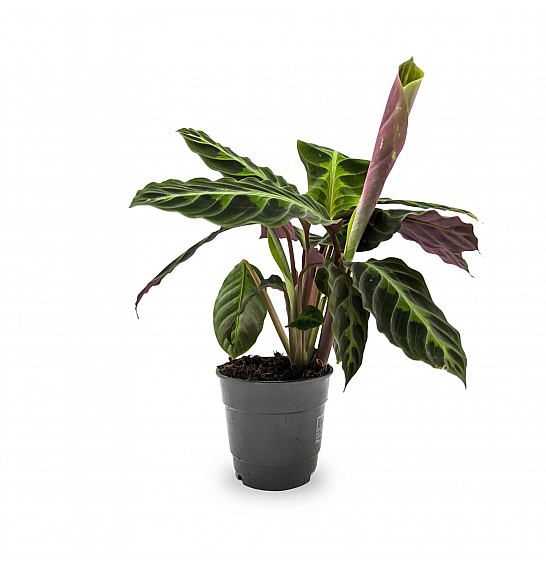 Calathea warscewiczii; Ø19 cm