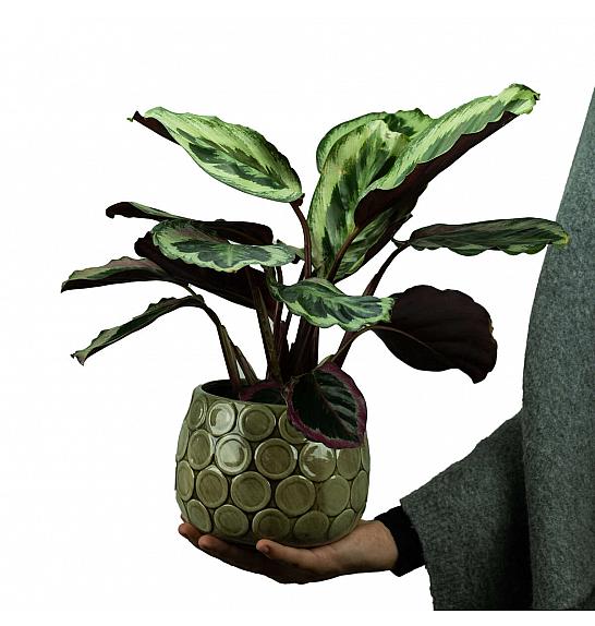 Calathea roseopicta Rosy; Ø12 cm