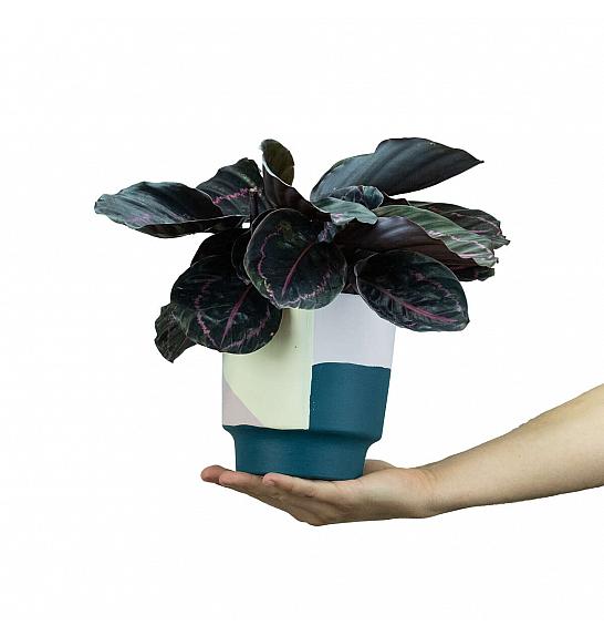 Calathea roseopicta Dottie; Ø12 cm