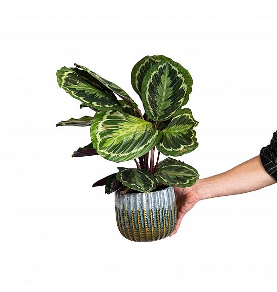 CALATHEA MIX; Ø14