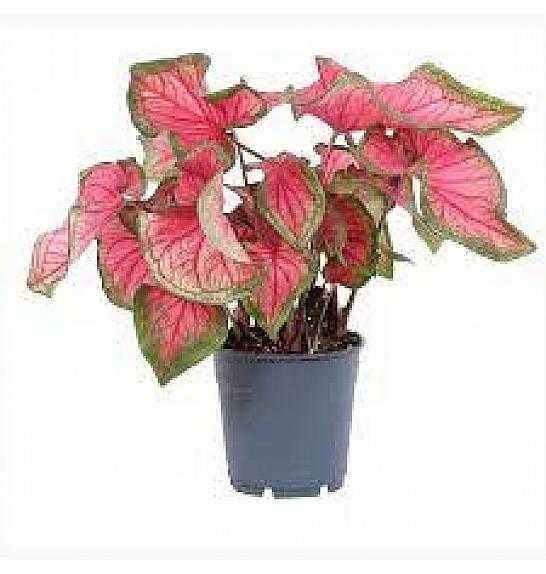 Caladium Bicolor Sweetheart; Ø13 cm