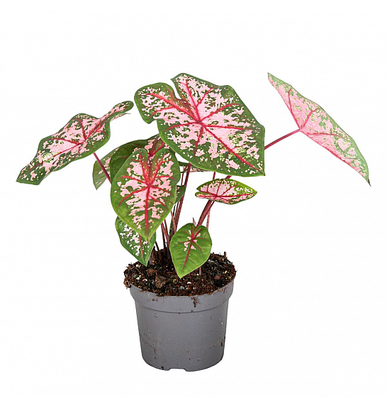 Caladium Carolyn Whorton; Ø13 cm
