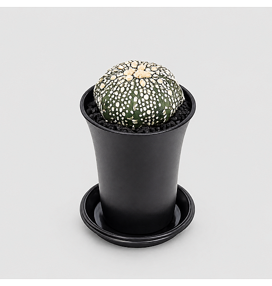 Astrophytum asterias; Ø7,5 cm