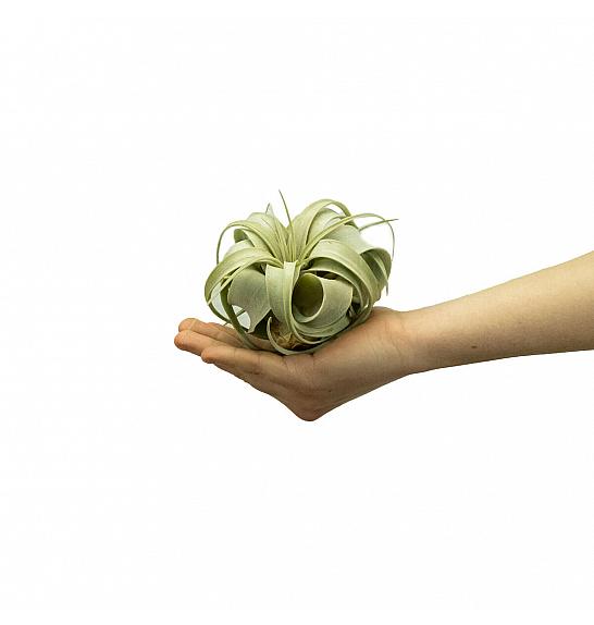 Tillandsia Xerografica; Ø10 cm
