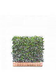 Bršljan - Hedera helix Woerner 120 x 100 cm