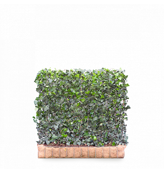 Bršljan - Hedera helix Woerner 120 x 100 cm