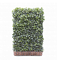 Bršljan - Hedera helix Green Ripple 120 x 180 cm
