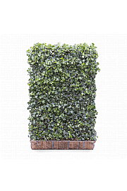 Bršljan - Hedera helix Green Ripple 120 x 180 cm