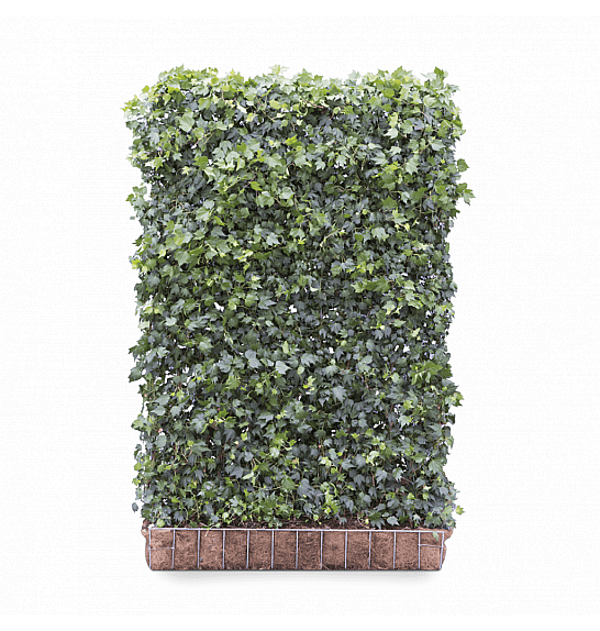 Bršljan - Hedera helix Green Ripple 120 x 180 cm