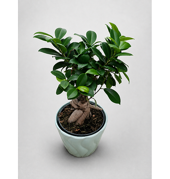 Bonsai Ficus retusa / Ginseng; Ø14 cm